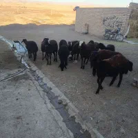 12راس بره ماده قزل افشار|حیوانات مزرعه|مهربان, |دیوار