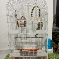 پرنده با قفس