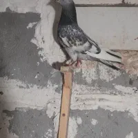 کفتر صید رنگه