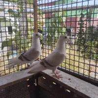 دوکت|پرنده|خرمشهر, |دیوار