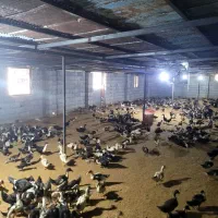 اجاره سوله ۲۰۰ متری و خونه ۳۰ متری فول قابل سکونت|اجارهٔ دفتر صنعتی، کشاورزی، تجاری|تالش, طولارود|دیوار