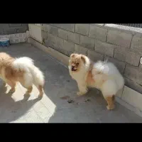 چاو چاو اصیل