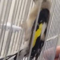 جوجه سهره نر|پرنده|ملایر, |دیوار