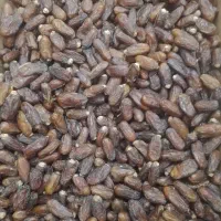 خرما پیارم درجه یک امسال