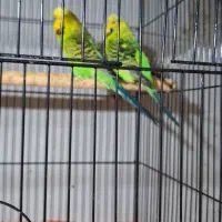 مرغ عشق انگلیسی مولد به شرط|پرنده|گرگان, |دیوار