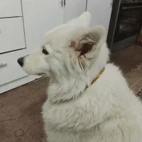 سگ ساموئید|سگ|مشهد, شهید بهشتی|دیوار