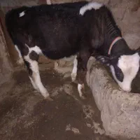 گاو وگوساله دورگ