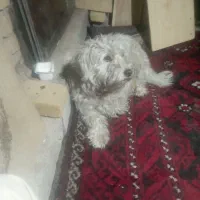 سگ. خانگی دست آموز خیلی باهوش