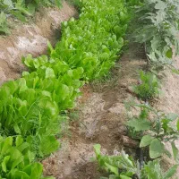 فروش گلخانه صنعتی ۲۰۰۰متر