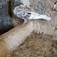 جفت دورگ همدانی