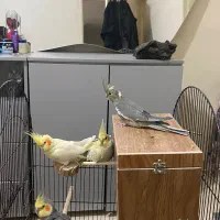 عروس هلندی جفت خورده بهمراه جوجه قفس باتمام وسایل