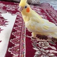 عروس هلندی دست آموز|پرنده|تربت جام, کلالی|دیوار
