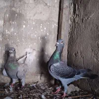 کبوتر بغدادی پلاکی