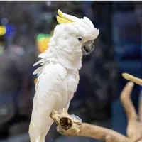 کاکادو پیدا شده