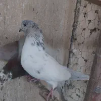 کفتر کبوتر سو قدیم پرشی|پرنده|ری, فیروزآبادی|دیوار