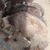 معاوضه ای گوسفندوبز باهرچیزی که هم قیمتشون باشه|حیوانات مزرعه|رامشیر, |دیوار