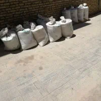 گندم وجو