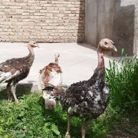 بوقلمون تخمگذار