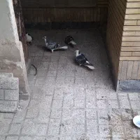 ۴ تا کفتر ساده   مفت