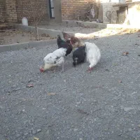 مرغ و جوجه|حیوانات مزرعه|تویسرکان, |دیوار