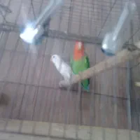 طوطی برزیلی مولد|پرنده|فردیس, شهرک صنعتی سیمین دشت|دیوار