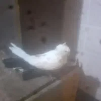 کبوتر|پرنده|بروجرد, |دیوار