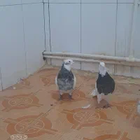 کبوتر طوق وکله دم