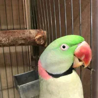 فروش طوطی سانان مولد