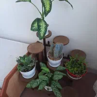 استند ۹تایی با تمام گلها  یه تومن فروخته میشود .