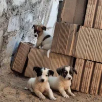توله پا کوتاه