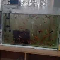 اکواریوم طول ۶۰سانت ارتفاع ۵۰سانت