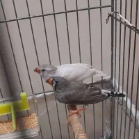 فنج ماده