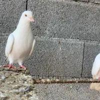 کبوتر یا کفتر