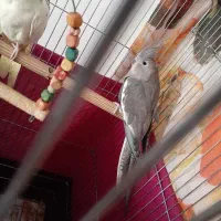 عروس هلندی زمردی/زیتونی ماده