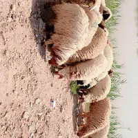 بره نر و ماده