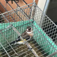 سهره نر کوتاه بلند خون