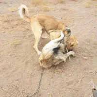 سگ سرابی اصیل