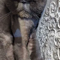 گربه بریتیش فولد|گربه|تهران, باشگاه نفت|دیوار