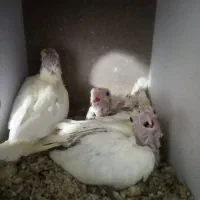 جوجه عروس هلندی لوتینو چشم قرمز سرلاکی