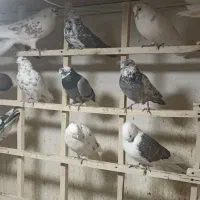 کبوتر بلندپرواز بومهن|پرنده|بومهن, |دیوار