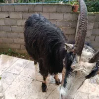 بز آبستن دوقلو زا