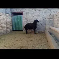 بره چاق چهار راس بزغاله چاق پاکستانی نر هم موجوده