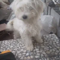 سگ بامزه|سگ|دابودشت, |دیوار