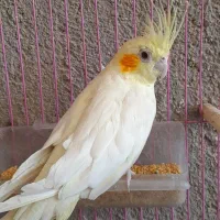 عروس هلندی|پرنده|سبزوار, رباط|دیوار