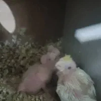 عروس هلندی لوتینوباجوجه|پرنده|قم, آذر (نکویی)|دیوار