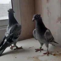 پلاکی کاکلی|پرنده|شوشتر, |دیوار