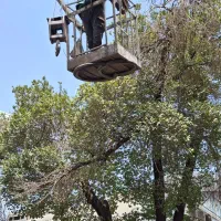 درخت چوب اره برقی هرس کاری قطع درخت رفع خطر|خدمات باغبانی و درختکاری|تهران, قیطریه|دیوار