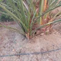 فروش پا جوش نخل برحی آبادان|گل و گیاه طبیعی|رامهرمز, |دیوار