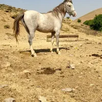 اسب|اسب و تجهیزات اسب‌سواری|خرم‌آباد, |دیوار