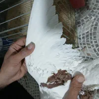 کبوترجکسون|پرنده|بافق, |دیوار
